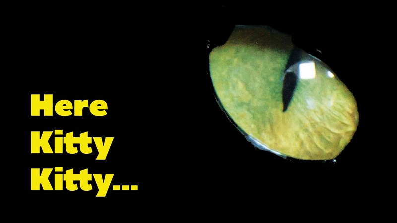 Here kitty kitty.jpg